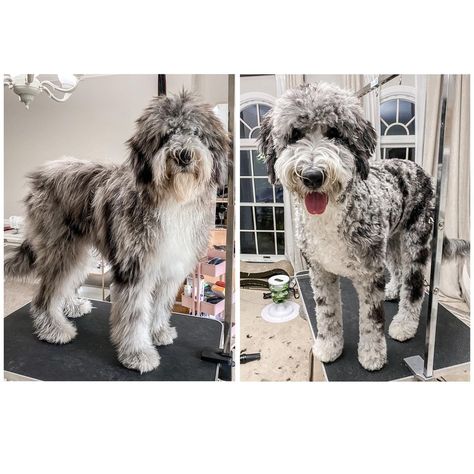 Sheepadoodle Haircuts, Sheepadoodle Grooming, Puppy Haircut, Sheepadoodle Puppy, Dog Grooming Styles, Mini Bernedoodle, Haircut Inspo, Dog Grooming Salons, Puppy Grooming