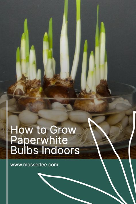 Growing lovely Paperwhite bulbs indoors is a fun fall or winter project. There are many varieties and colors available, so they can accent any décor, table and room. Bulbs are little storehouses of energy, so they do not require fertilizers and soil. Mosser Lee Decorator Series Polished Stones, Rocks and Gravels provide the best environment to grow these beautiful indoor plants. How To Grow Paperwhites Indoors, How To Plant Paperwhites Indoors, Planting Paperwhites Indoors, Winter Bulbs Indoors, Forcing Bulbs Indoors, Growing Bulbs Indoors, Forcing Bulbs, Beautiful Indoor Plants, Décor Table