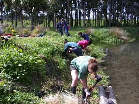 INFO SHEET - This article examines how riparian restoration involves reducing stock access to waterways and planting trees. This vastly improves the quality of the waterway and increases aquatic life. Eco City, Planting Trees, Aquatic Life, Outdoor Classroom, Food Forest, Go Outdoors, Replant, Permaculture, Trees To Plant