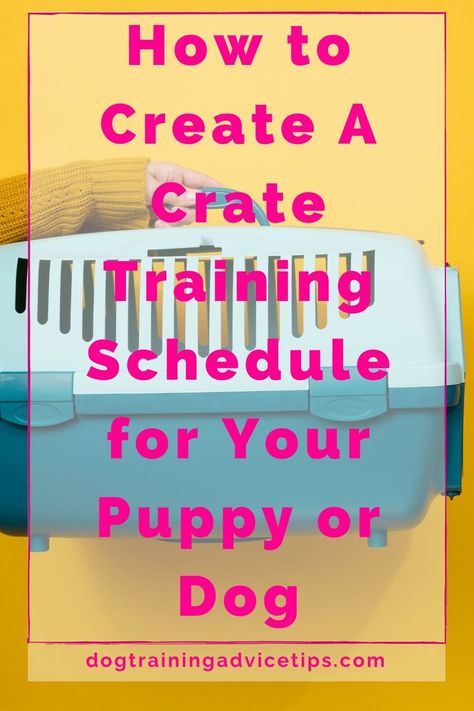 Establishing a regular regimen as early as feasible is highly recommended. Find out how to create an effective crate training schedule here! #dogtrainingadvicetips #dogbehavior #dogtraining #dogobedience #dogtrainingtips #dogtips #dogs Crate Training Schedule, Dog Training At Home, Training At Home, Better Relationship, Shell Game, Dog Behavior Problems, House Training Dogs, Brain Training Games, Dog Training Advice