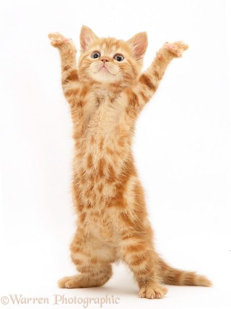 I love the YMCA! Kitten Dancing, Tabby British Shorthair, Silly Animal Pictures, Coquette Cat, Cat Tattoo Design, Cats Tattoo, Cat Music, Ginger Kitten, Dancing Animals