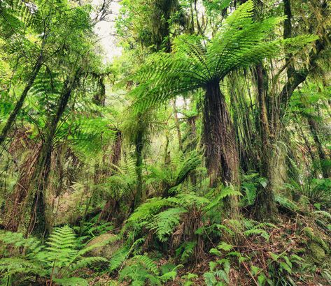 Fern tree. The New Zealand native bush. Fern tree , #AFFILIATE, #tree, #Fern, #Zealand, #bush, #native #ad Native Plants Landscaping, Fern Tree, Native Plant Landscape, Fantasy Nature, Tree Fern, Oceania Travel, Native Plants, Backyard Landscaping, Fern