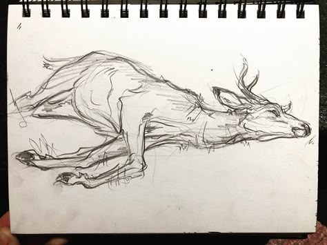 I wish I could say I saw this roadkill and stopped my car in the middle of a trip to draw it, but that would be a lie. I Googled “deer… Roadkill Animals Art, Deer Bones Drawing, Deer Front View Drawing, Stag Drawing Sketches, Deer Skeleton Drawing, Deer Lying Down, Roadkill Drawing, Dead Deer Drawing, Roadkill Tattoo