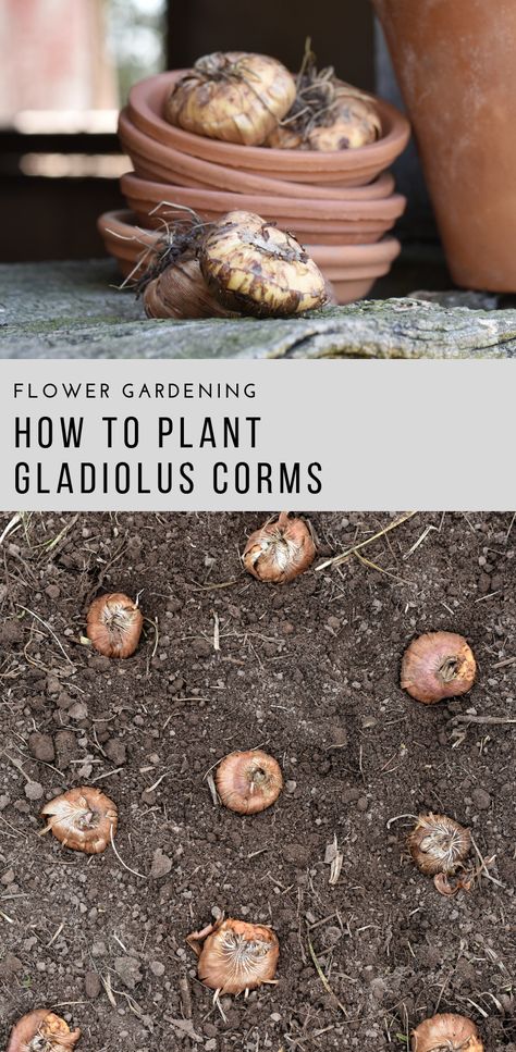 How to Plant Gladiolus Corms | Growing Garden Gladiolus | Rocky Hedge Farm Gladiolus Growing Tips, Gladiolus Bulbs How To Plant, Planting Gladiolus Bulbs In Containers, Growing Gladiolus Bulbs, Gladiolus Garden Ideas, Gladiolus Landscaping Ideas, How To Plant Gladiolus Bulbs, Gladiolus Garden Design, Planting Gladiolus Bulbs