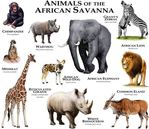 Fine art illustration of various species of animal native to the savannas of Africa Savanna Biome, Savannah Animals, Savanna Animals, African Savanna, African Savannah, Africa Animals, Animal Poster, List Of Animals, Animal Habitats