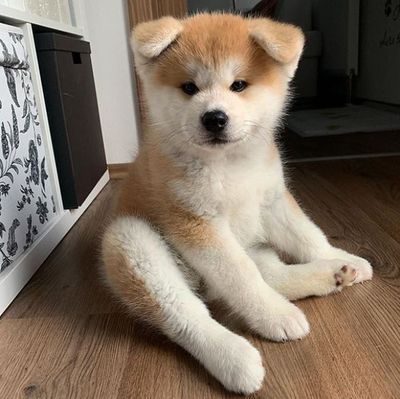 Akita Inu Puppy, Traveler Master, Japanese Akita, Rare Dogs, Akita Puppies, Rare Dog Breeds, Akita Inu, Akita Dog, Pretty Dogs