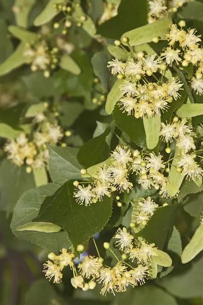 Tilia Cordata, Lime Blossom, Outdoor Backdrops, Tree Blossom, County Wicklow, Linden Tree, Lime Tree, Photo Greeting Cards, Small Leaf