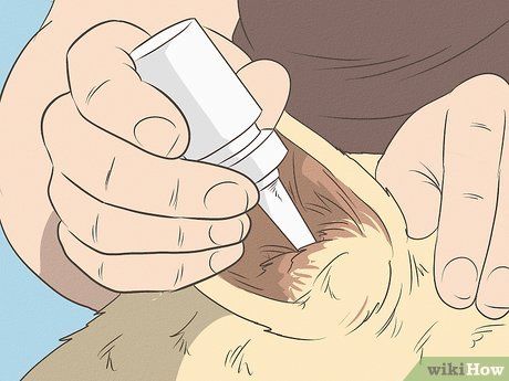 4 Ways to Clean Your Dog's Ears During a Yeast Infection - wikiHow Dog Ear Cleaner Diy, Yeast In Dogs Ears, Itchy Dog Ears, Yeast In Dogs, Antibiotics For Dogs, Dog Yeast Infection Ear, Yeast Infection Dogs, Ear Cleaner For Dogs, Dog Ear Cleaning