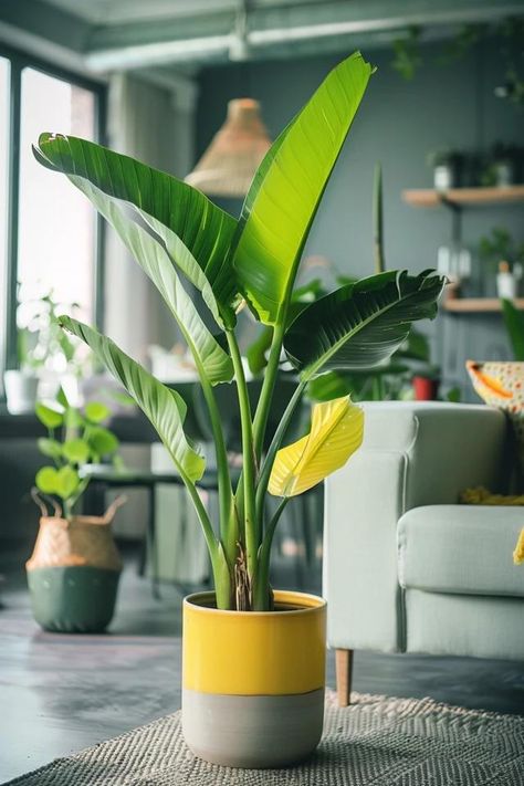 How To Bring A Banana Tree Back To Life: Reviving Tropicals Banana Plant Indoor, Banyan Leaf, Banana Plant, Bohemian Coastal, Banana Plants, Banana Tree, Tree Care, A Banana, Online Interior Design