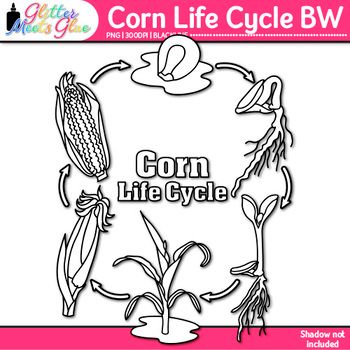 Explore the life cycle of corn (maize) with your budding science students. Motivate your students to learn about how plants grow from seeds. Create Fall activities aimed at learning about how Native Americans grew maize. Great for learning about plant life cycles in Autumn as well as plant groups an... Corn Life Cycle, Plant Worksheet, How Plants Grow, Plants Worksheets, Corn Maize, Farm Unit, Glue Art, Classroom Newsletter, Like Terms