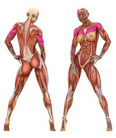 The dumbbell chest press can be performed on a flat bench an incline and on a decline for targeting different parts of your chest... Deadlift Muscles Worked, Figures Drawing, Leg Anatomy, Human Muscle Anatomy, Ideas For Drawing, Body Female, Human Anatomy Drawing, Human Figures, Muscle Anatomy