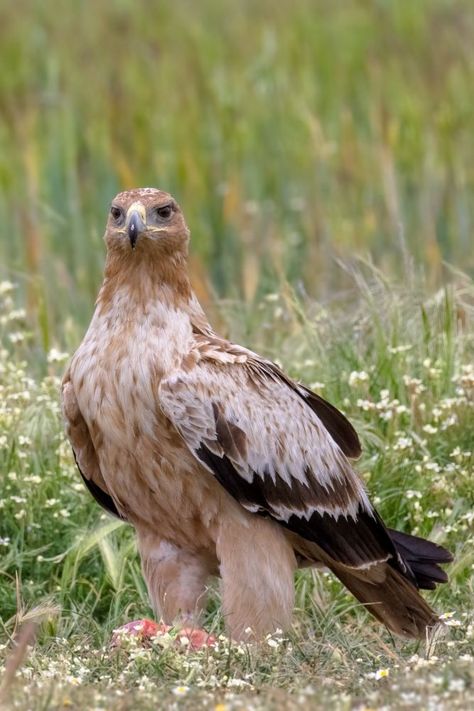 Aquila adalberti, Spanish Imperial Eagle. Rare eagle breeding only in Spain and Portugal, with some immatures dispersing into North Africa. Mostly found in remote forested landscapes, especially those with a high density of rabbits. which comprised about 58% of this species' diet before myxomatosis and rabbit haemorrhagic disease greatly reduced the rabbit's native Iberian population. This caused them to feed on other vertebrates such as water birds especially Eurasian coots, ducks and geese. Ducks And Geese, Imperial Eagle, Water Birds, Eagle Bird, Spain And Portugal, Birds Of Prey, North Africa, Rabbits, Ducks