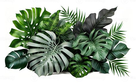 Tropical leaves foliage plant bush floral arrangement created with Tree Saw, Cityscape Photos, Logo Banners, Foliage Plants, Nature Backgrounds, Custom Illustration, Background Banner, Flower Heart, Tropical Leaves