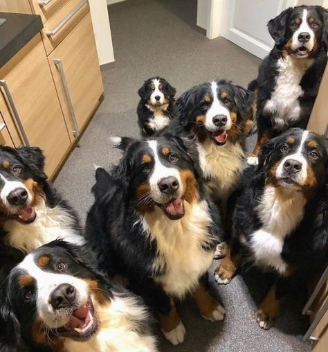 16 Smiling Dogs to Brighten Your Day | Cuteness Momma Aesthetic, Burnese Mountain Dog, Burmese Mountain Dogs, Bernese Mountain Dogs, Aussie Dogs, Australian Shepherds, Please And Thank You, St Bernard, Smiling Dogs