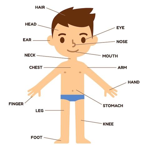 Educational infographic chart with human... | Premium Vector #Freepik #vector #human-body #body-parts #kids-body #human-anatomy Human Body Parts For Kids, Body Clipart, Human Body Diagram, Body Parts For Kids, Science Images, Human Body Organs, Body Diagram, Human Body Anatomy