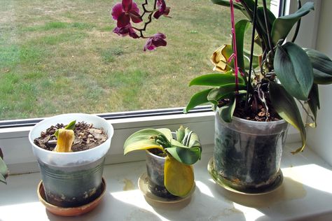 Is My Orchid Dead, or Can I Revive It? - Brilliant Orchids Repotting Orchids, Indoor Orchids, Orchid Plant Care, Dead Flowers, Orchid Roots, Tropical Flower Arrangements, Orchid Leaves, Growing Orchids, Lily Plants