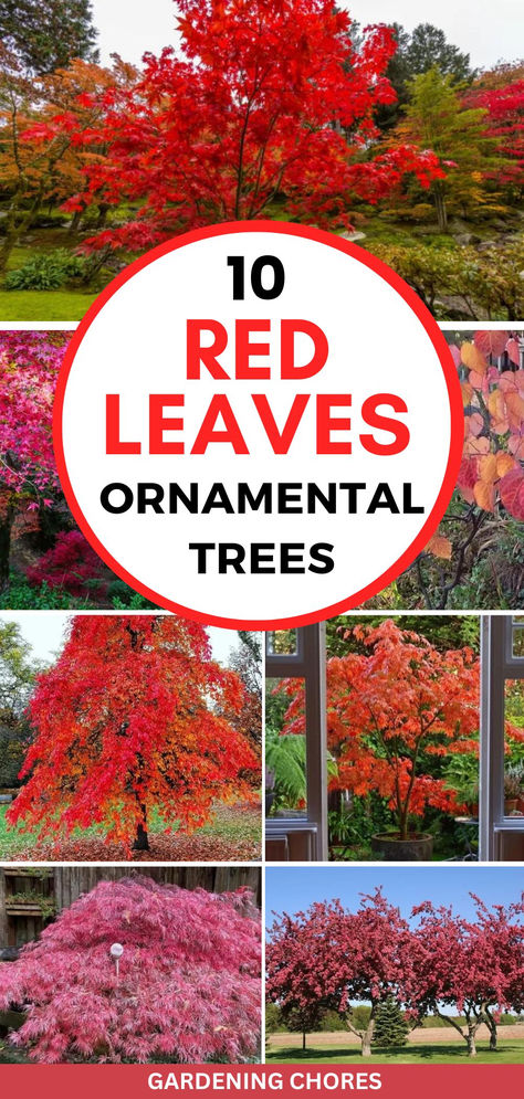 10 Ornamental Trees With Red Leaves To Ignite A Real Firework Of Colors All Year Round Ornamental Trees Landscaping, Red In Nature, Tree With Red Flowers, Trees With Red Leaves, Fall Color Trees, Trees For Front Yard, Red Trees, Growing Trees, Tree Lined Driveway