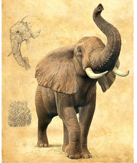 Commission Wildlife & botanical Illustrators for Exceptional Wildlife & botanical Illustrations | Elephant photography, Elephant painting, Elephant pictures Elephant Drawings, African Animals Photography, Drawing Elephant, Painting Elephant, Elephant Sketch, Elephant Photography, Elephant Wallpaper, Elephant Images, Elephant Pictures