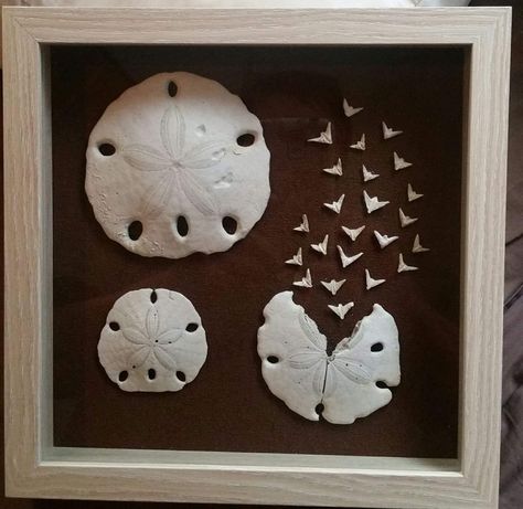 Sand Dollars Art, Sand Dollar Home Decor, Sand Dollar Art Diy, Crafts To Do With Sand Dollars, Sand Dollar Craft Wall Decor, Ways To Display Sand Dollars, Sand Dollar Art Ideas, Sand Dollar Diy, How To Display Sand Dollars