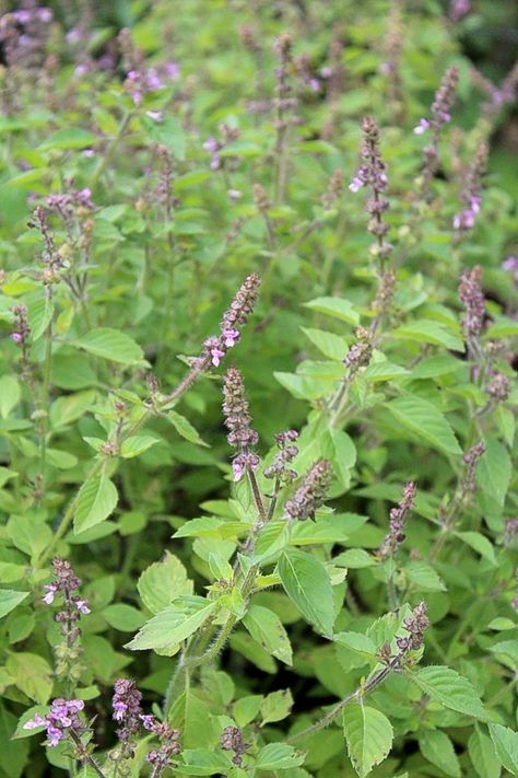 Tulsi growing outdoors in early autumn in zone 4. This patch was 2 small plants in the spring, but they expanded rapidly. Tulsi Tree, Tulasi Plant, Tulsi Tea, Tulsi Plant, Aquaponic Gardening, Backyard Plan, Herbal Plants, Holy Basil, Tea Garden