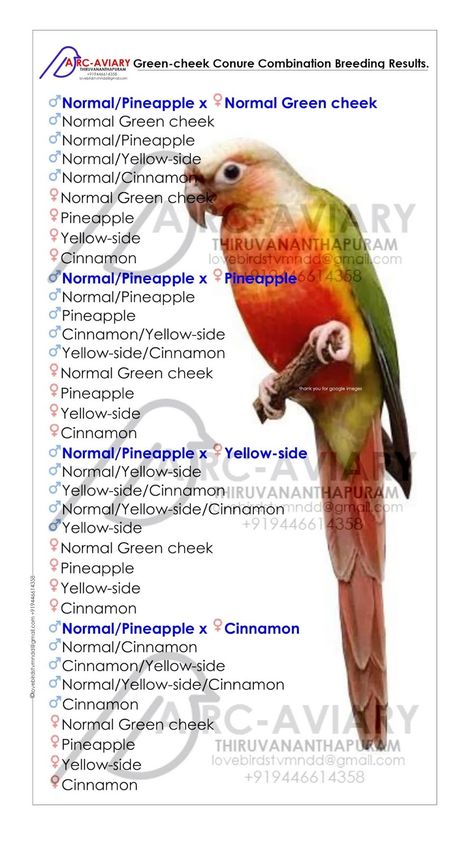 Green-cheek Conure Combination Breeding Results. Parrot Habitat, Pineapple Conure, Conure Bird, African Lovebirds, Green Cheek Conure, Parrot Drawing, Bird Breeds, How To Potty Train, Conure Parrots