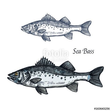 Bass Fish Tattoo, Sea Bass Fish, Seafood Design, Bass Fish, Fish Tattoo, Sea Bass, Bass Fishing, Photoshop Actions, 12 12