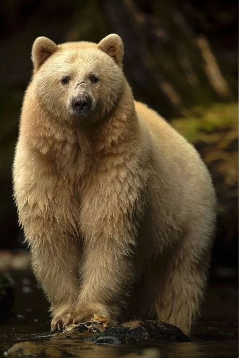 Spirit Bear Spirit Bear, Golden Bear, Bear Pictures, Love Bear, Dirty Blonde, Brown Bear, Bears, Blonde, Hair Styles