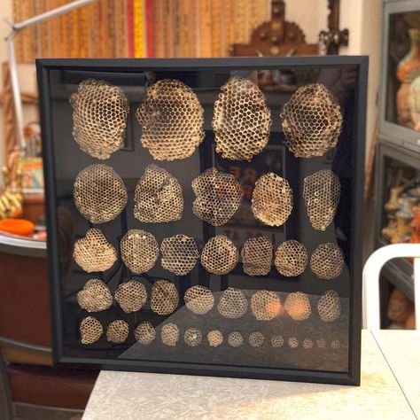 Wasp Nest Display, Wasp Nest Decor, Wasp Nest Art, Apothecary Wall, Curiosities And Oddities, Naturalist Decor, Butterfly Display, Oddities Collection, Oddities Decor