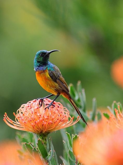 Orange-breasted Sunbird Pincushion Protea, Unique Birds, Most Beautiful Birds, Kinds Of Birds, Bird Watcher, Colorful Bird, All Birds, Exotic Birds, Bird Pictures