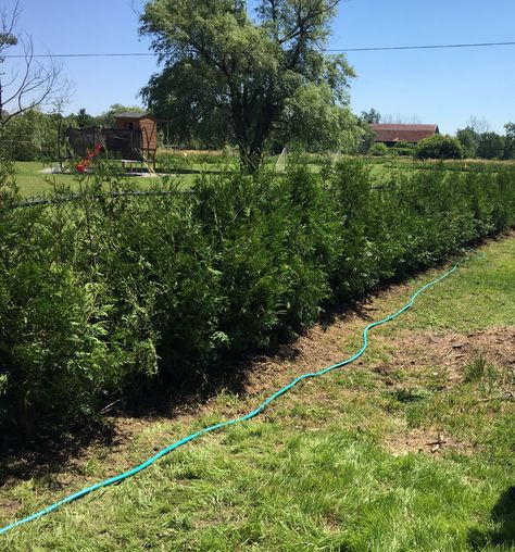 Ontario White Cedar Trees - Eastern Evergreen White Cedar, Cedar Trees, Fencing, Ontario, Landscaping, Read More, Trees, White, Nature