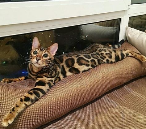 14 Things Bengal Cats Would Like to Tell You | Page 2 of 3 | PetPress Bengal Cat Kitten, Asian Leopard Cat, Gato Grande, Bengal Kitten, Russian Blue Cat, Exotic Cats, Savannah Cat, Bengal Cats, Gorgeous Cats