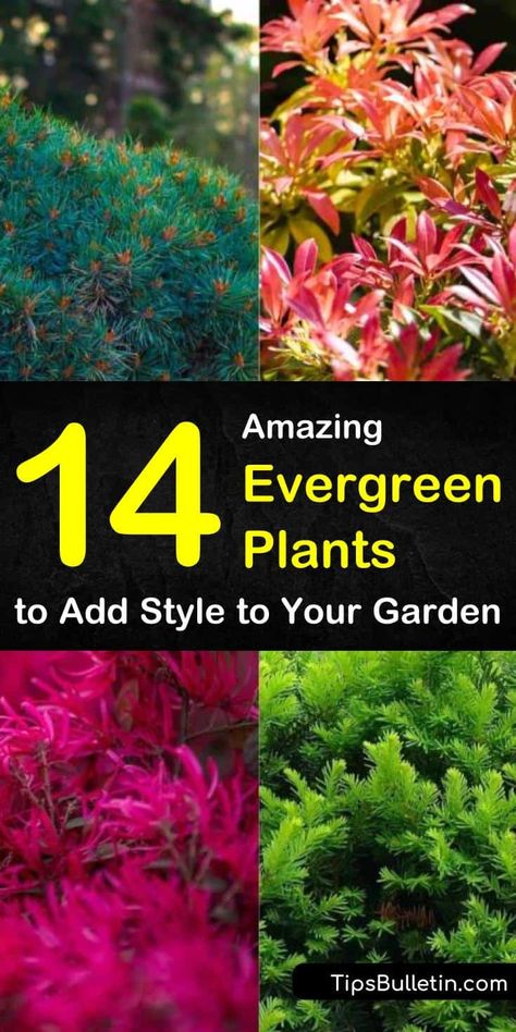 Find out which evergreen plants are best for full sun, for shade, for pots outdoors, and for indoor planting. We show you landscaping ideas for drought-tolerant shrubs and perennials that will stay green all winter. #landscaping #evergreens #plants Evergreen Plants For Shade, Drought Tolerant Evergreens, Plants That Stay Green In Winter, Best Evergreens For Landscaping, Evergreen Flowering Plants, Drought Tolerant Evergreen Shrubs, Full Sun Evergreen Plants, Evergreen Plants For Landscaping, Ever Green Plants