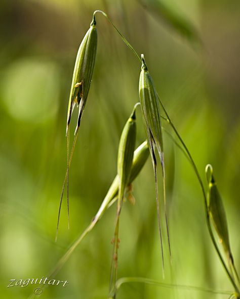 Wild Oats (Avena barbata) Wild Oats, Hay Bales, Flower Photography, The Meadows, Grasses, Flowers Photography, Oats, Photography Inspiration, Wild Flowers