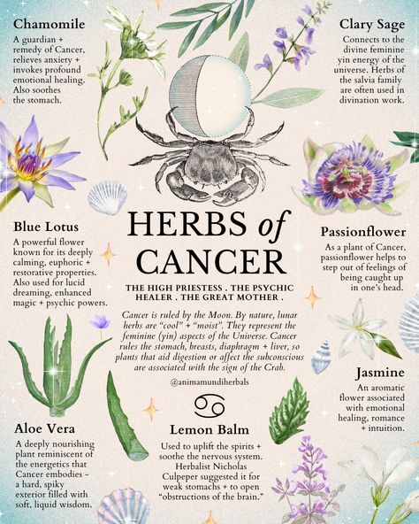 Medicinal Herbs Garden, Medical Herbs, Magic Herbs, Magical Herbs, Herbal Apothecary, Natural Healing Remedies, Herbal Healing, Home Health Remedies, Herbal Magic