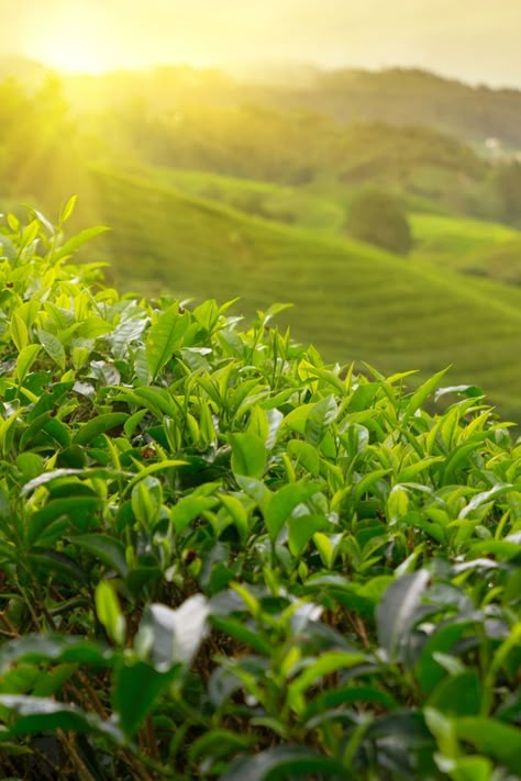 One of our own plantations brings you ceylon tea #ceylon #srilanka #tea #ceylon tea Tea Infusers, Tea Farm, Best Herbal Tea, Tea Packaging Design, Making Tea, Ceylon Tea, English Breakfast Tea, Happy Earth Day, Tea Culture