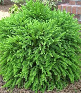 Globosa Nana, Shrubs For Landscaping, Evergreen Landscape, Evergreen Bush, Shade Shrubs, Small Shrubs, Front Landscaping, Garden Shrubs, Evergreen Shrubs