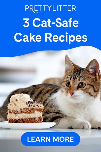 Your cat’s birthday is a fun way to celebrate together, and baking a cat birthday cake is a great way to treat your kitty while still keeping their health in mind. Choose your favorite cat cake recipe and wish your kitty a special happy birthday! Cake Recipe For Cats, 2023 Ads, Diy Cat Treats, Baby Treats, Cat Birthday Cake, Catio Plans, Pet Bakery, Cat Cakes, Birthday Cake Recipes