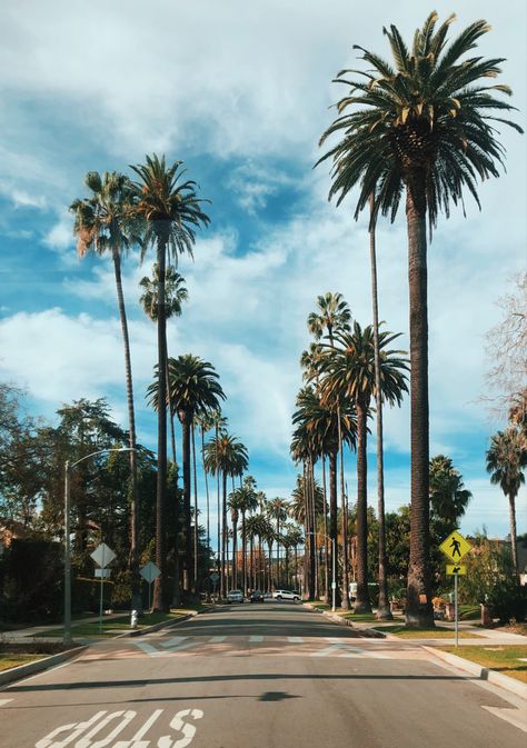 Palm Tree California, Cali Palm Trees, Cali Vacation, Los Angeles Palm Trees, Los Angeles Wallpaper, Palm Tree Background, Background Mobile, Palm Desert California, California Plants