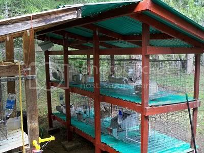 Setting up a rabbitry | Homesteading Forum Rabbit Breeder Setup, Rabbitry Setup Ideas, Rabbitry Setup, Diy Rabbit Hutch, Rabbit Pen, Outdoor Rabbit Hutch, Rabbit Farm, Meat Rabbits, Bunny Hutch