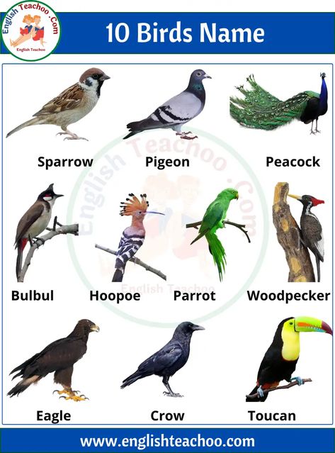 10 Birds Name in English with Pictures 1 Birds Name With Picture, Birds Name List, Animals Name With Picture, Birds Name, Communication Images, Oviparous Animals, Names Of Birds, Earth Animals, Animals Name In English