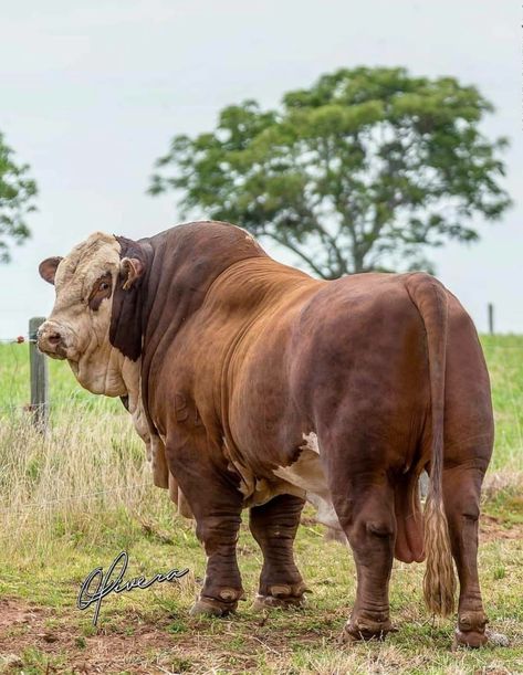 Bull Photo, Brahman Bull, Indian Cow Photo, Indian Cows Photography, Indian Cow Photography, Breeds Of Cows, Buffalo Animal, Exotic Mammals, Bucking Bulls