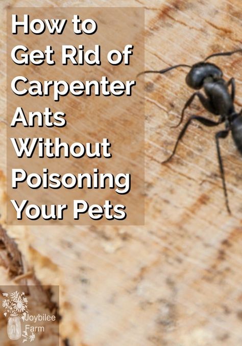 Ants In Kitchen, Get Rid Of Carpenter Ants, Kill Carpenter Ants, Repellent Diy, Carpenter Ants, Ant Spray, Ant Repellent, Ant Problem, Get Rid Of Spiders