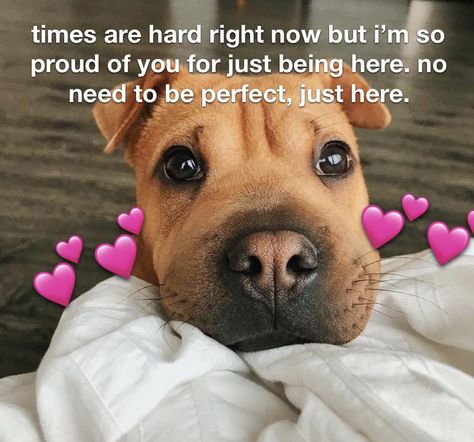 How Are You So Pretty Memes, Emotional Support Animal Funny, Why Are You So Pretty Memes, I’m Proud Of You Wholesome, Proud Of You Meme Funny, Breakup Memes, Motivational Memes, Inspirational Memes, Dog Memes Love