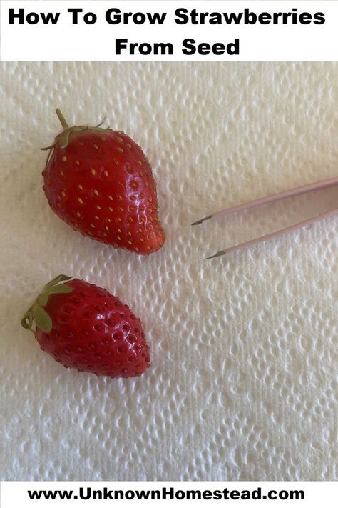 When I try to grow strawberries from seedlings, I always lose a good number due to planting too low or too high. They are a finicky plant to plant. I decided to try my hand at starting strawberries from seed instead. Here's how! Strawberry Seedlings, Strawberry Seed, Strawberry Topping, Growing Strawberries, Strawberry Plants, Sprouts, Seeds, Fruit, Canning