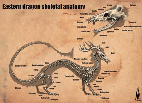 Korean Dragon, Dragon Anatomy, Eastern Dragon, Dragon Bones, Leg Bones, Asian Dragon, Komodo Dragon, Beautiful Dragon, Dragon Head