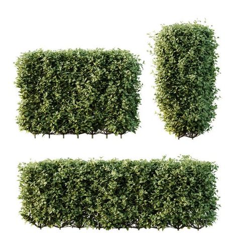 HQ Plants Ligustrum Ovalifolium Argenteum Aureum Box Hedge Golden Privet, Ligustrum Ovalifolium, Architecture Photoshop, Box Hedge, Boxwood Bush, Hedge Trees, Tree Photoshop, Box Hedging, Garden Hedges