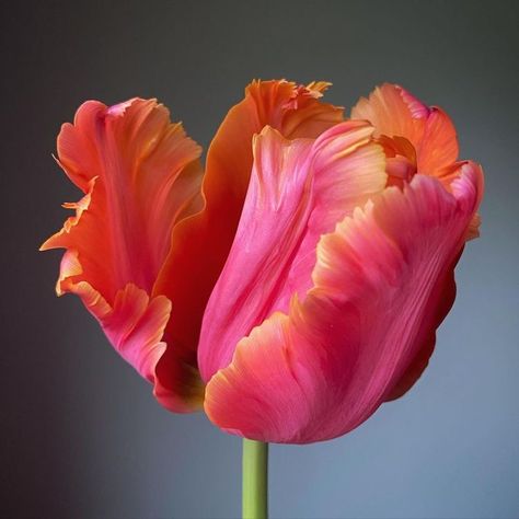 Tulip Photography, Botanical Tulip, Pictures Flowers, Parrot Tulip, Beautiful Tulips, Tulip Painting, Tulips Art, Parrot Tulips, Flower Farmer