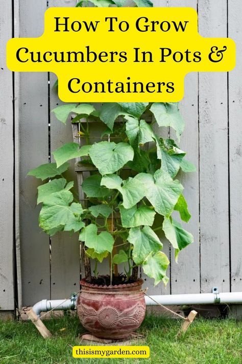 A cucumber plant growing in a pot and trellised up against a fence. From thisismygarden.com. Cucumbers In Pots, How To Grow Cucumbers, Grow Cucumbers, Cucumber Gardening, Cucumber Varieties, Growing Zucchini, Growing Food Indoors, Small Trellis, Cucumber Trellis