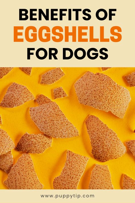 You may have heard that feeding your dog eggs is a good idea, but can dogs eat eggshells as well? We did some digging to find out. Eggs For Dogs, Can Dogs Eat Eggs, Human Food For Dogs, Farm Fresh Eggs, Egg Shell, Human Food, Whole Eggs, Can Dogs Eat, Homemade Dog Food