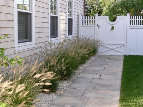 Fountain Grasses(Pennisetum), with their bottlebrush plumes, soften the walkway of this lovely coastal cottage home in in Westport, Connecticutt. Photography courtesy of Janice Parker Landscape Architects. Gardenista Connecticut Coast, Coastal Landscaping, Walkway Landscaping, White Fence, Grasses Landscaping, Coastal Gardens, Beach Cottage Style, Home Landscaping, House Landscape